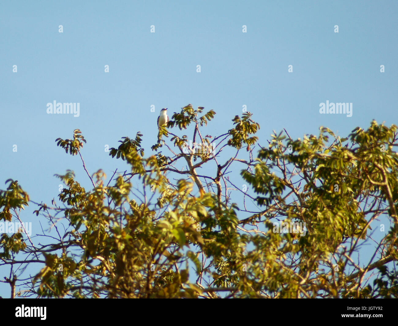 Les arbres, oiseaux, Pantanal, Mato Grosso do Sul, Brésil Banque D'Images