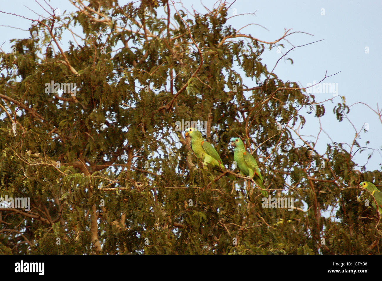 Les perroquets, amazone à front bleu, Amazon aestiva, Pantanal, Mato Grosso do Sul, Brésil Banque D'Images