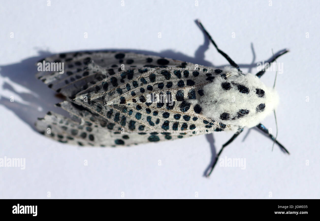 Leopard moth Banque D'Images