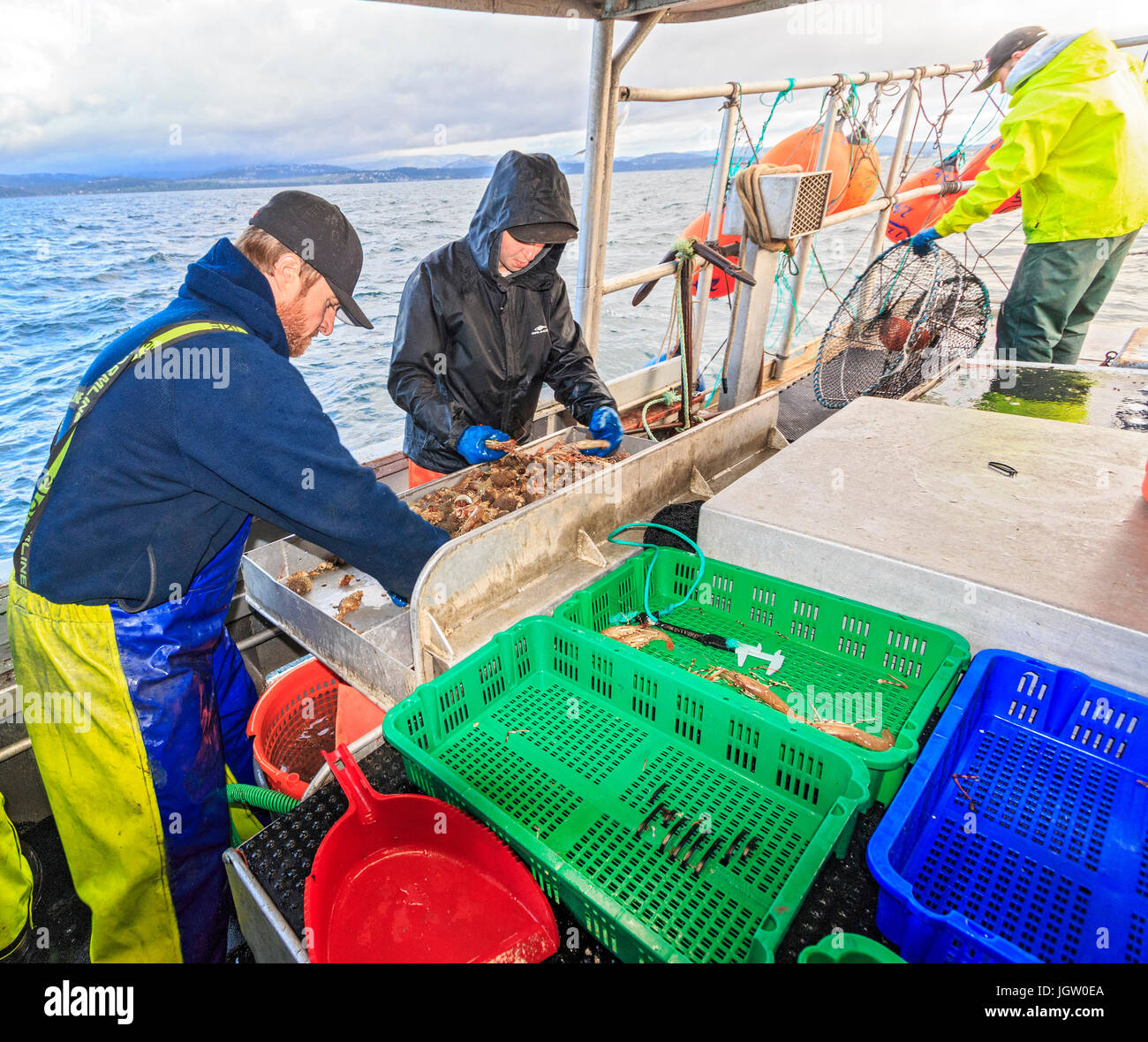 Bateau de pêche commerciale Rand nordique au large de l'île de Vancouver, BC, Canada, la pêche de crevettes (comme la crevette, mais de plus grande taille). Le tri des crevettes par taille. Banque D'Images