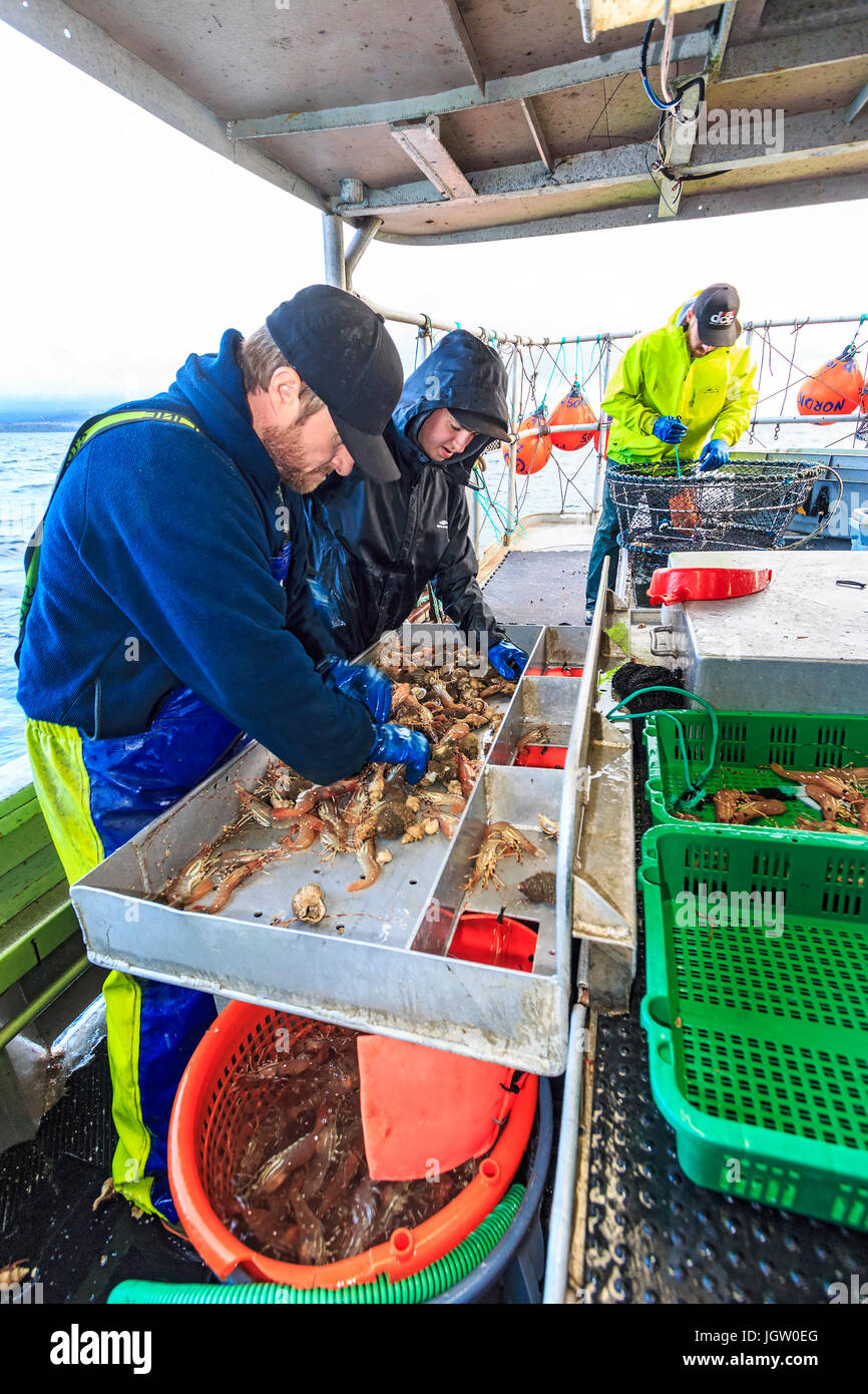 Bateau de pêche commerciale Rand nordique au large de l'île de Vancouver, BC, Canada, la pêche de crevettes (comme la crevette, mais de plus grande taille). Le tri des crevettes par taille. Banque D'Images