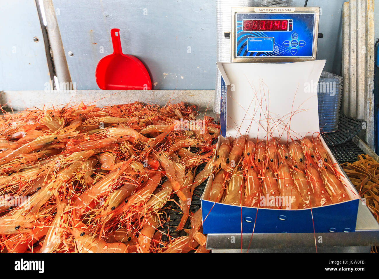 Frais crevettes capturées par bateau de pêche commerciale au large de l'île de Vancouver, BC, Canada. Les crevettes sont alors en vente en boîte. Banque D'Images