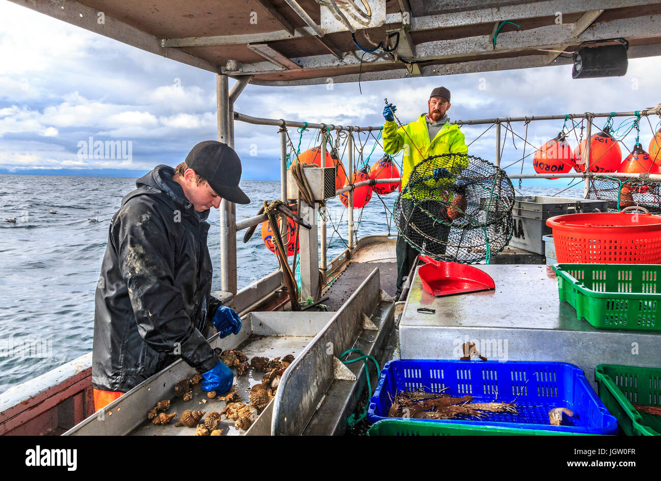 Bateau de pêche commerciale Rand nordique au large de l'île de Vancouver, BC, Canada, la pêche de crevettes (comme la crevette, mais de plus grande taille). Le tri des crevettes par taille. Banque D'Images