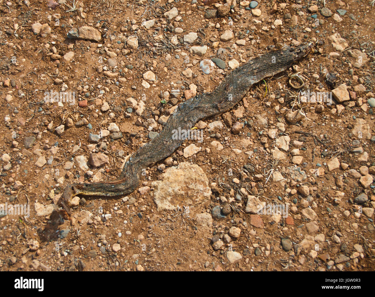 Corps de serpent mort sur la route de terre sur la péninsule d'Akamas, Chypre Banque D'Images