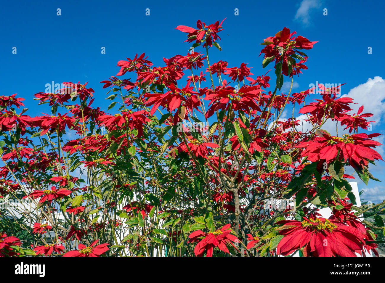 Grosser weihnachtsstern-busch, roter weihnachtsstern (Euphorbia pulcherrima), fleur de Noël, l'étoile de Noël, UGA, Lanzarote, îles canaries, espagne Banque D'Images