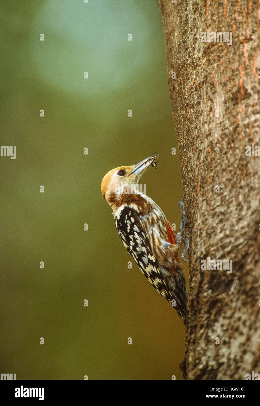 Pic à couronne jaune, (leiopicus mahrattensis) ou pic mahratta, femme au nid, parc national de Keoladeo ghana, Bharatpur, Inde Banque D'Images