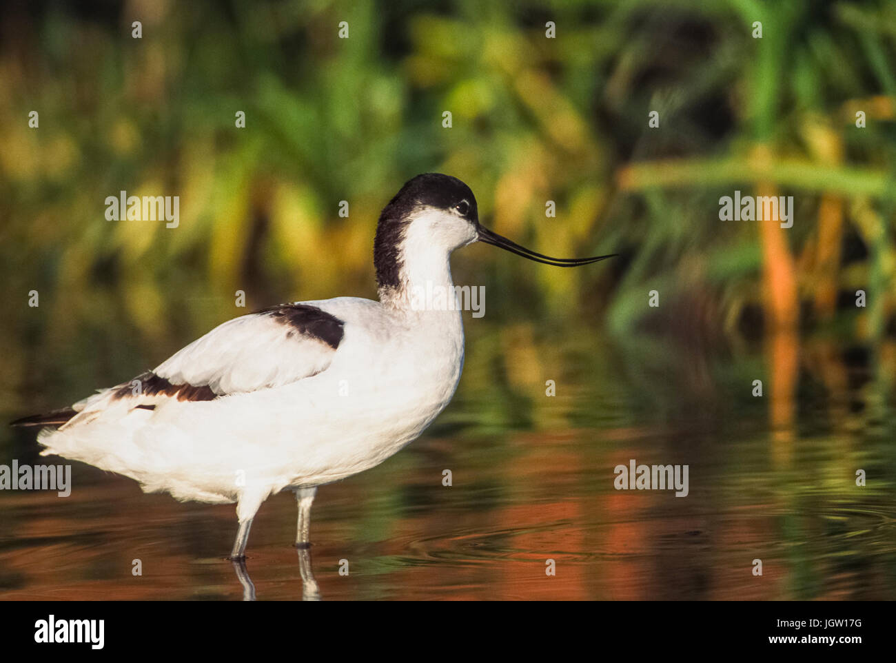 Avocette, (Recurvirostra avosetta), Snettishmam, Norfolk, îles britanniques Banque D'Images
