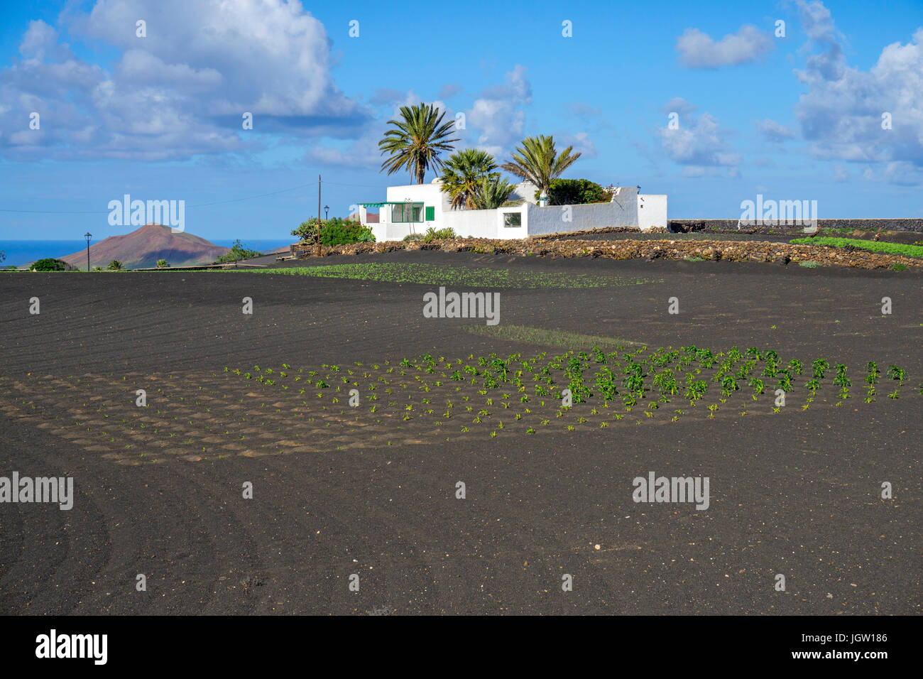 Ferme biologique, l'agriculture à Yaiza, Lanzarote, îles Canaries, Espagne, Europe Banque D'Images