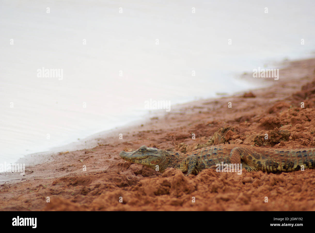 Alligator, Cabeceira do Prata Farm, Rio da Prata, bonite, Mato Grosso do Sul, Brésil Banque D'Images