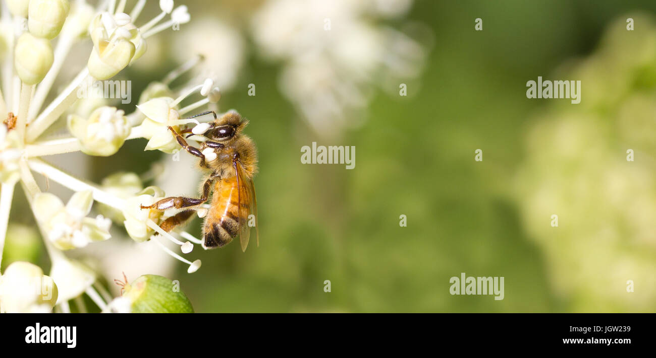 La collecte du pollen d'Abeille sur fleur blanche avec fond vert floue Banque D'Images