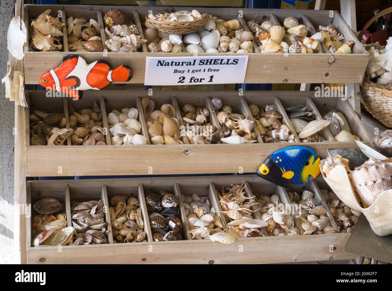 Port de plaisance à la boutique vend des animaux de la mer Morte et les coquillages comme souvenirs, Puerto Calero, Lanzarote, îles Canaries, Espagne, Europe Banque D'Images