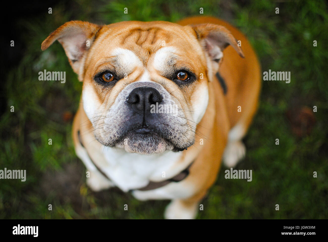 Bulldog anglais portrait Banque D'Images