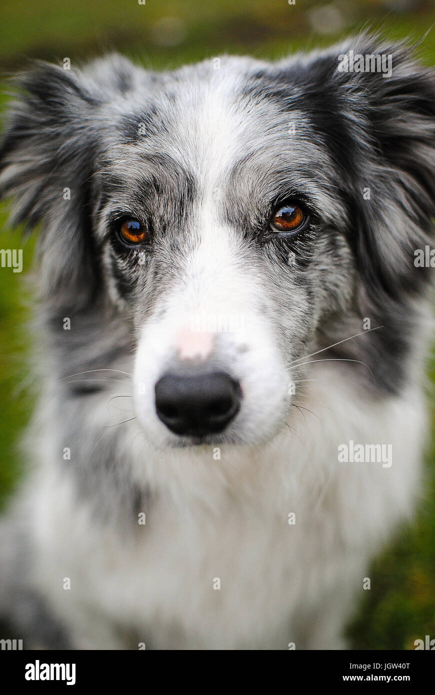 Border Collie bleu merle Banque D'Images