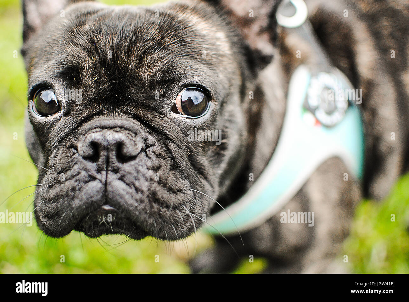 Bouledogue français portrait Banque D'Images