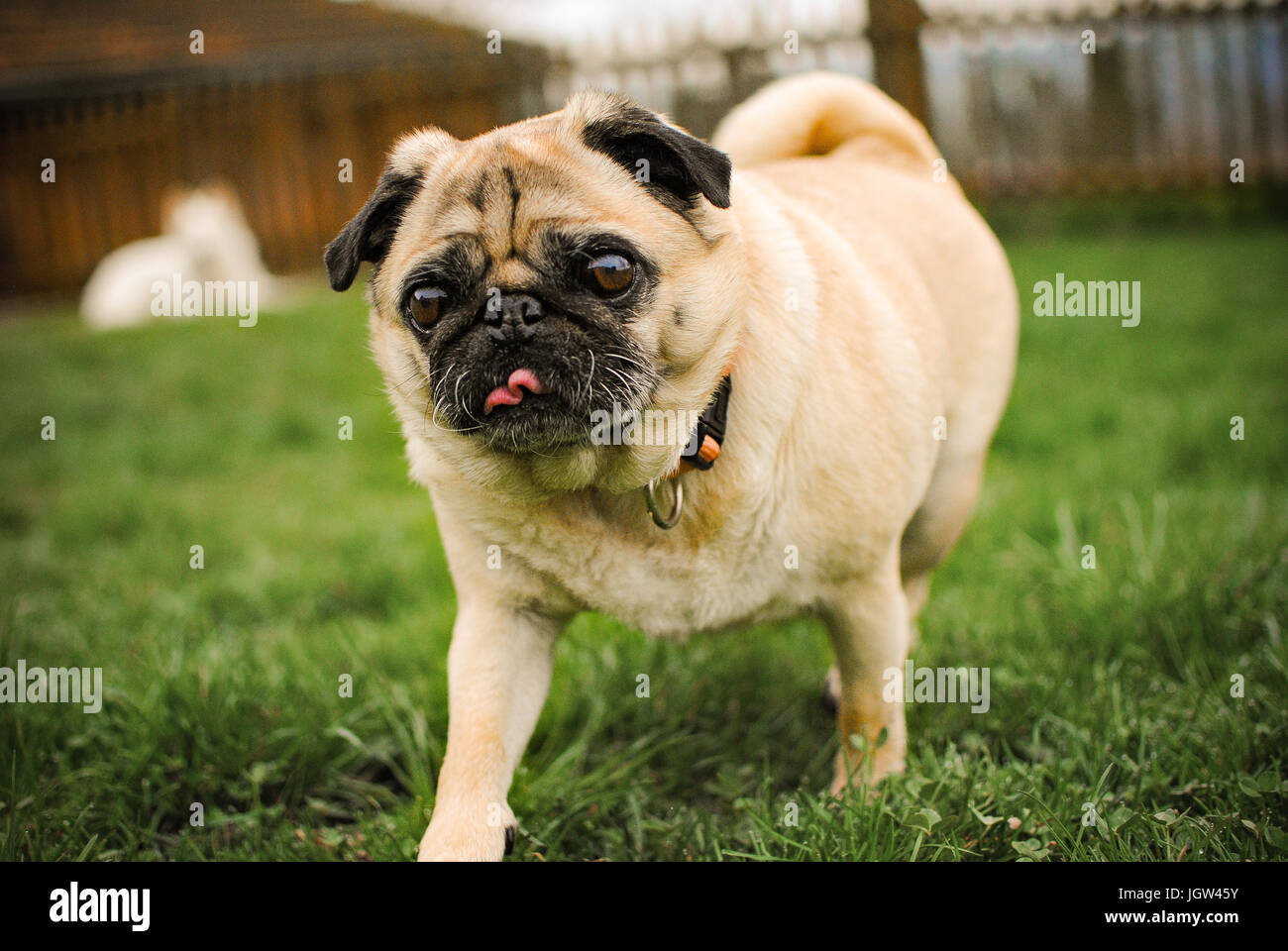 Marcher sur l'herbe du PUG Banque D'Images