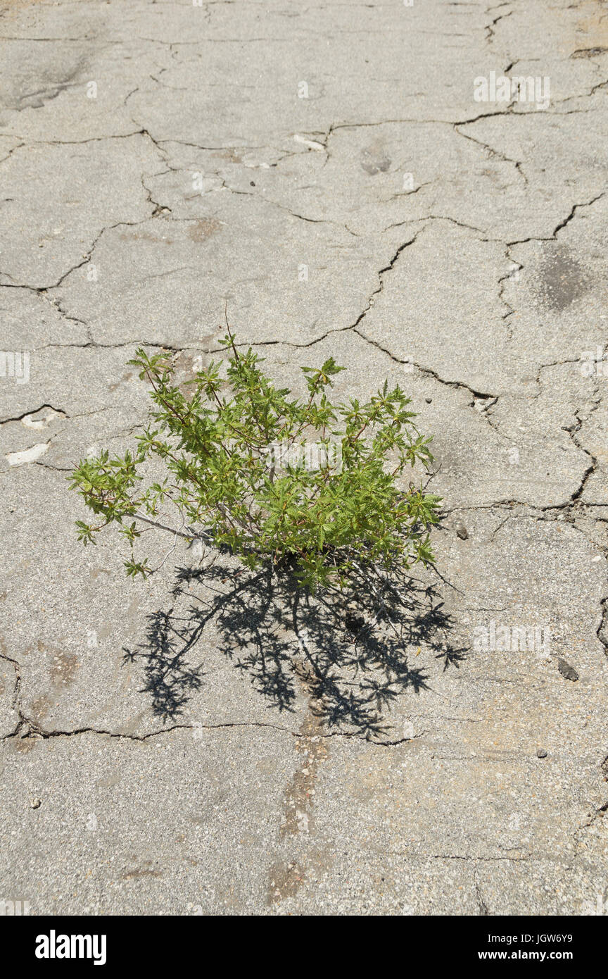 Plante qui pousse jusqu'à asphalte fissuré montrant le triomphe de la nature Banque D'Images