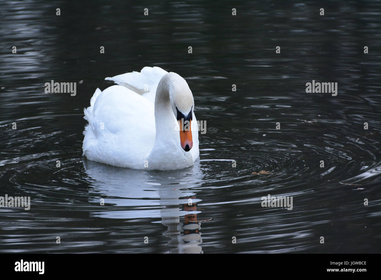 Cygne blanc sur l'étang Banque D'Images
