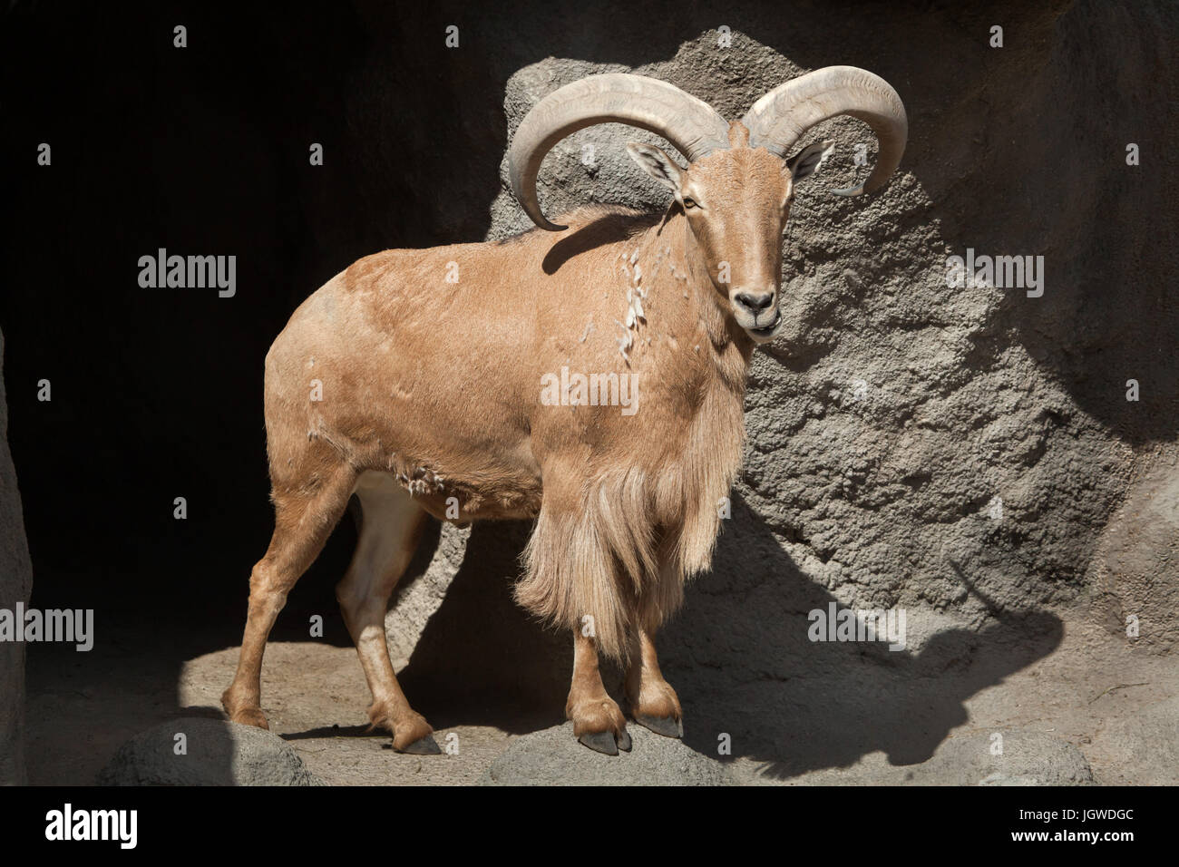 Le mouflon à manchettes (Ammotragus lervia). La vie sauvage animal. Banque D'Images