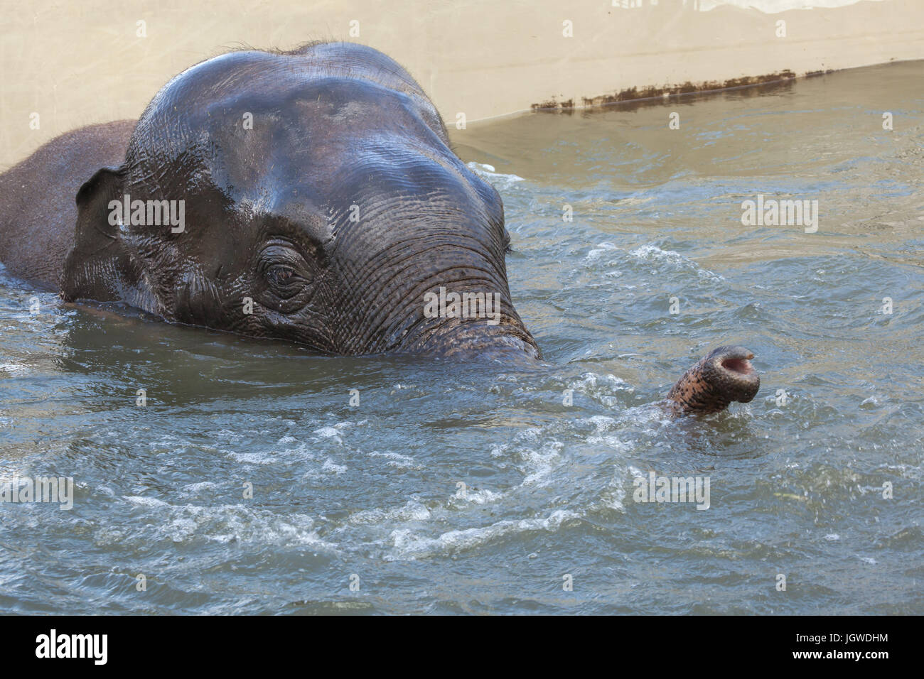 Éléphant d'Asie (Elephas maximus) le bain. Banque D'Images