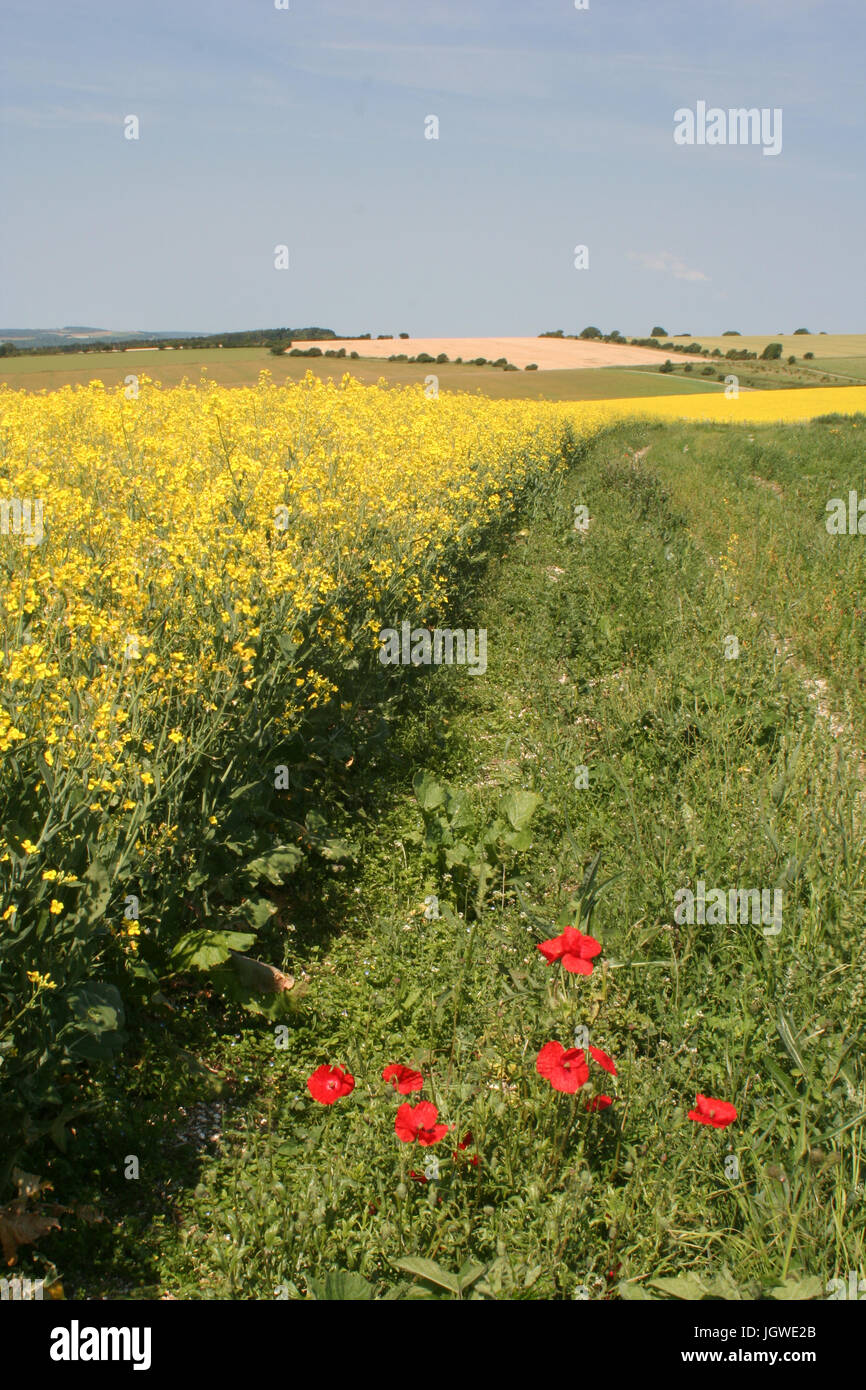 South Downs Way Banque D'Images