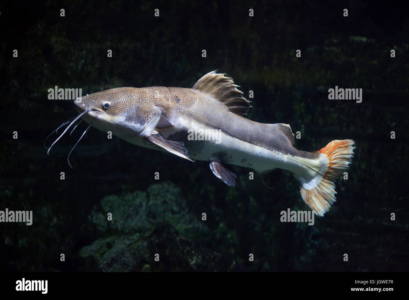 Phractocephalus hemioliopterus Redtail catfish (). Poissons d'eau douce. Banque D'Images