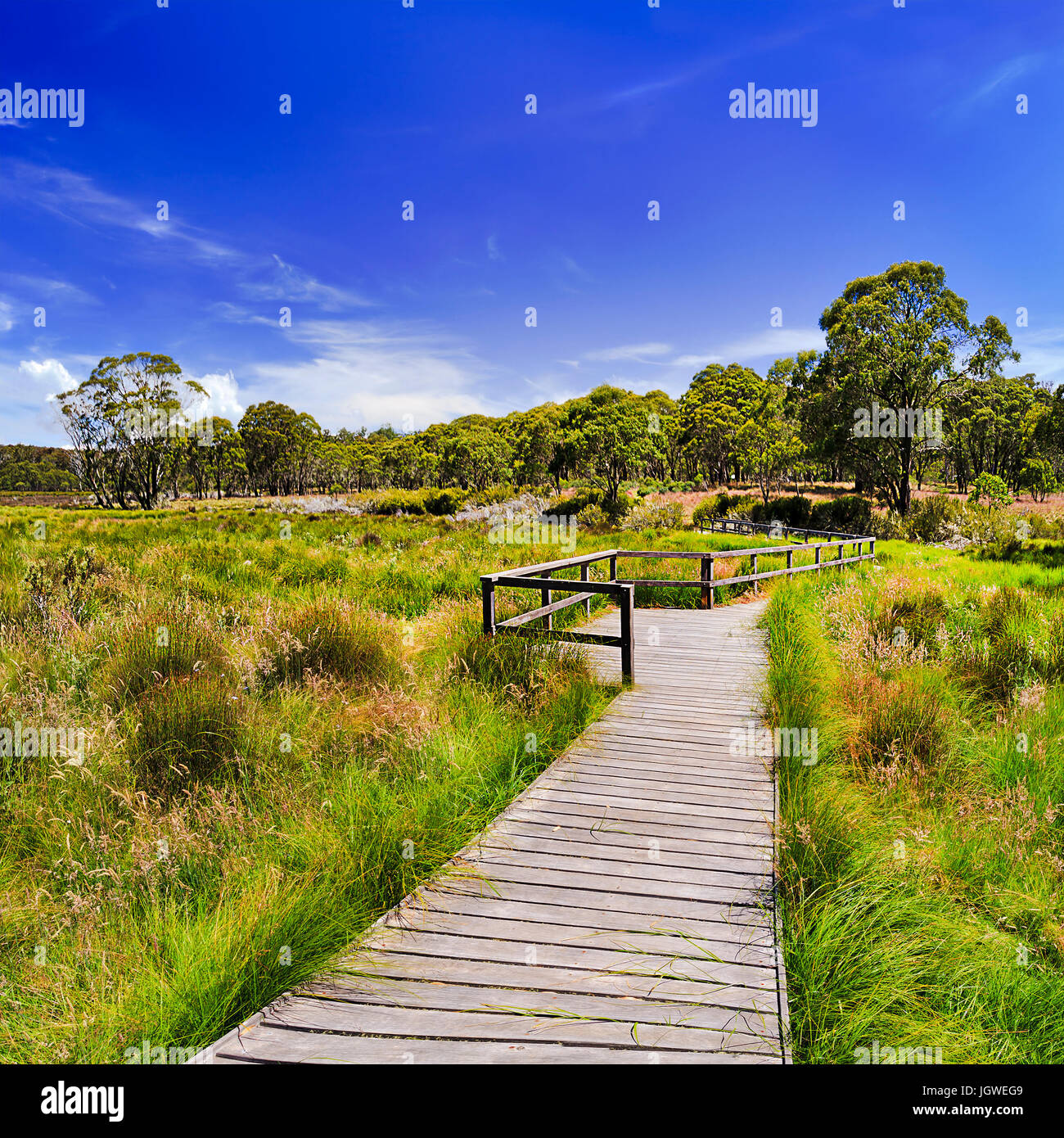 L'herbe verte et luxuriante gumtrees sur une plaine de Polblue les marais à Barrington Tops - destination touristique populaire de NSW, Australie. Hauteur de l'été ensoleillé s Banque D'Images