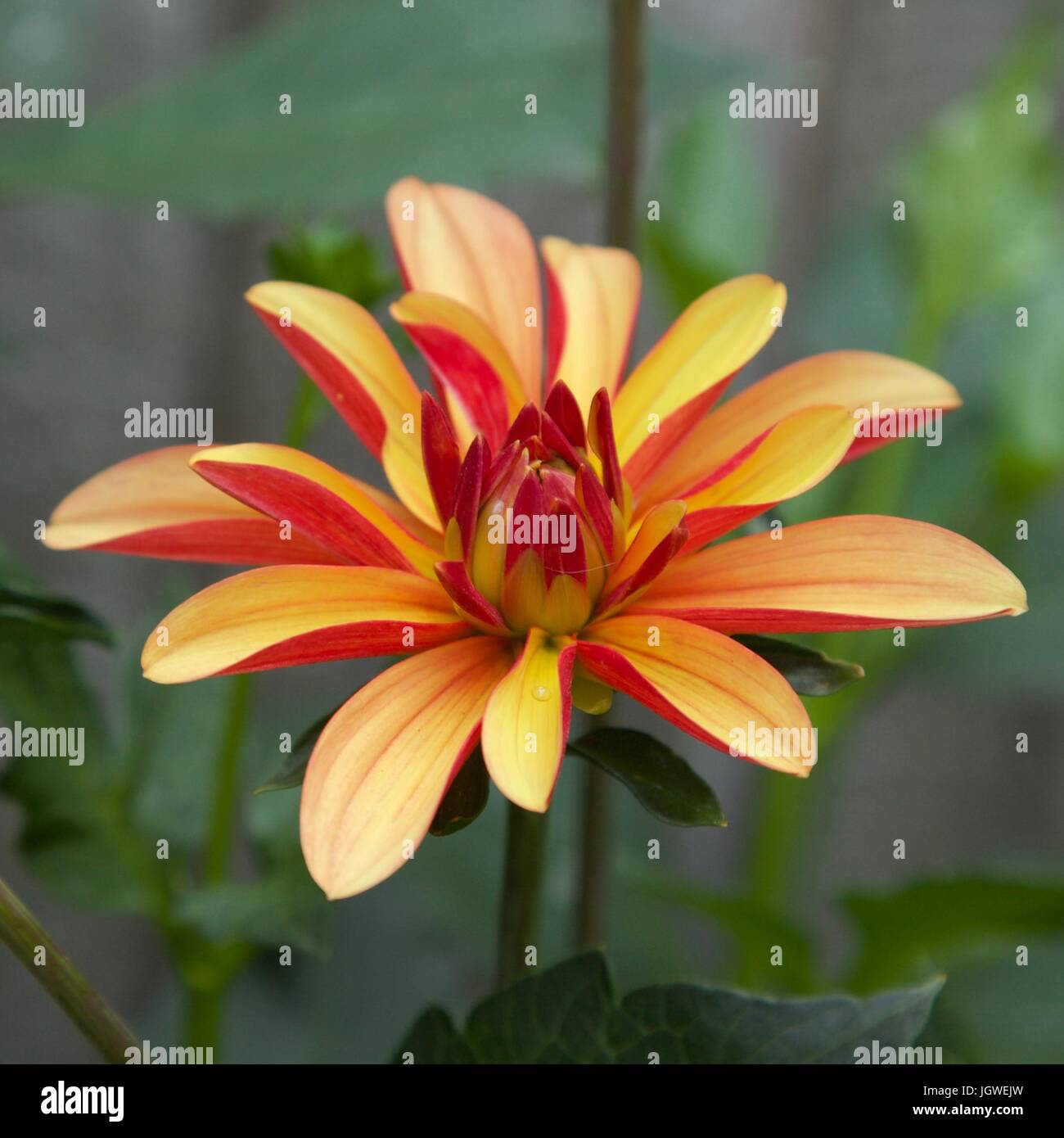 Fleurs de jardin anglais Banque D'Images