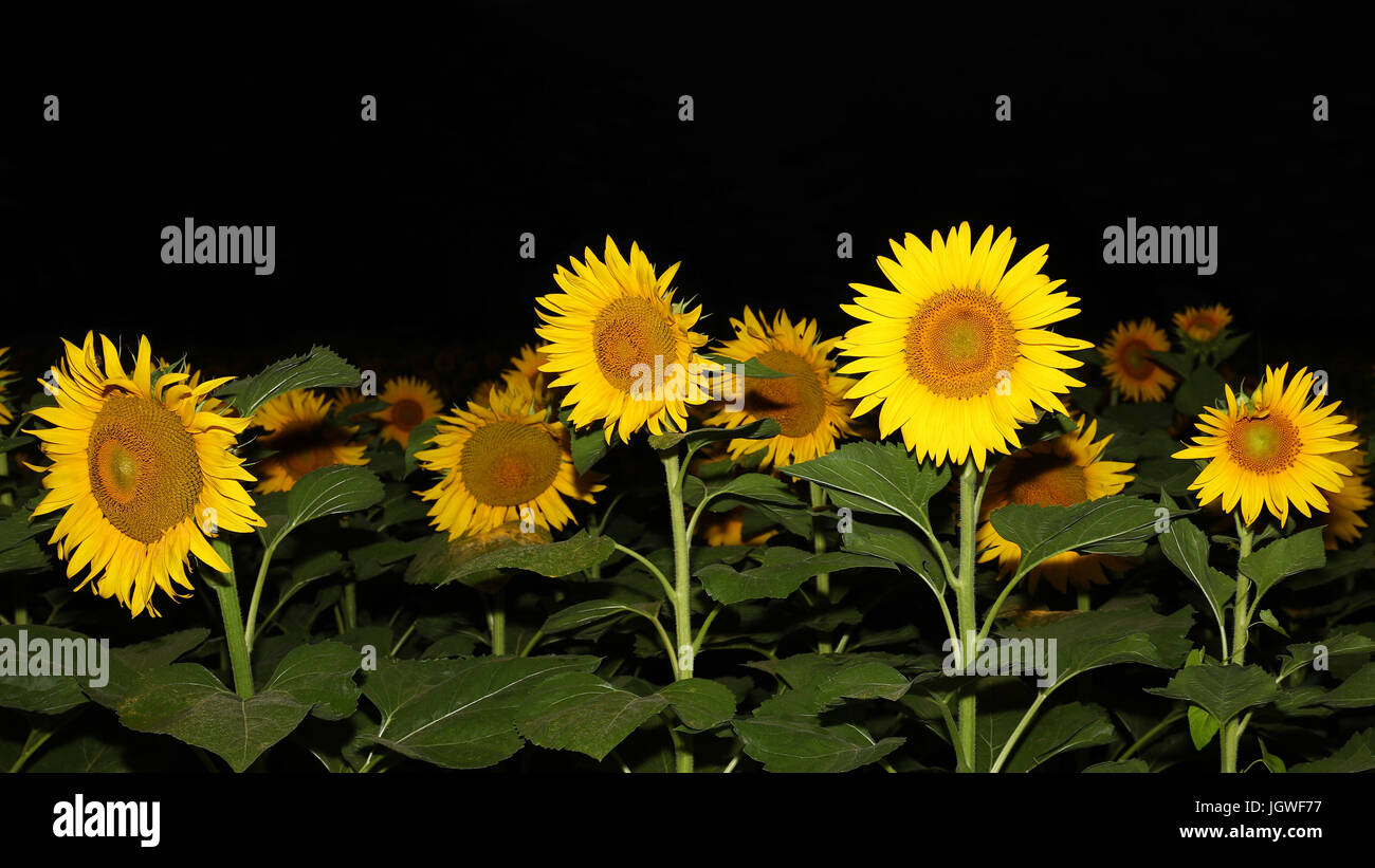 Champ de tournesol sur fond noir Banque D'Images