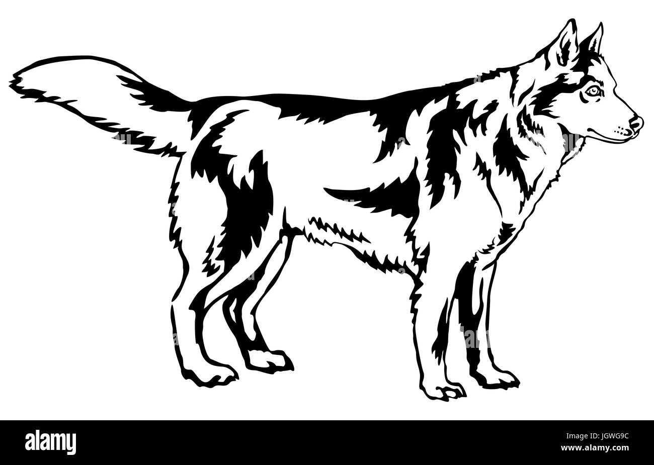 Portrait de décoration de l'article profil de chien husky de Sibérie