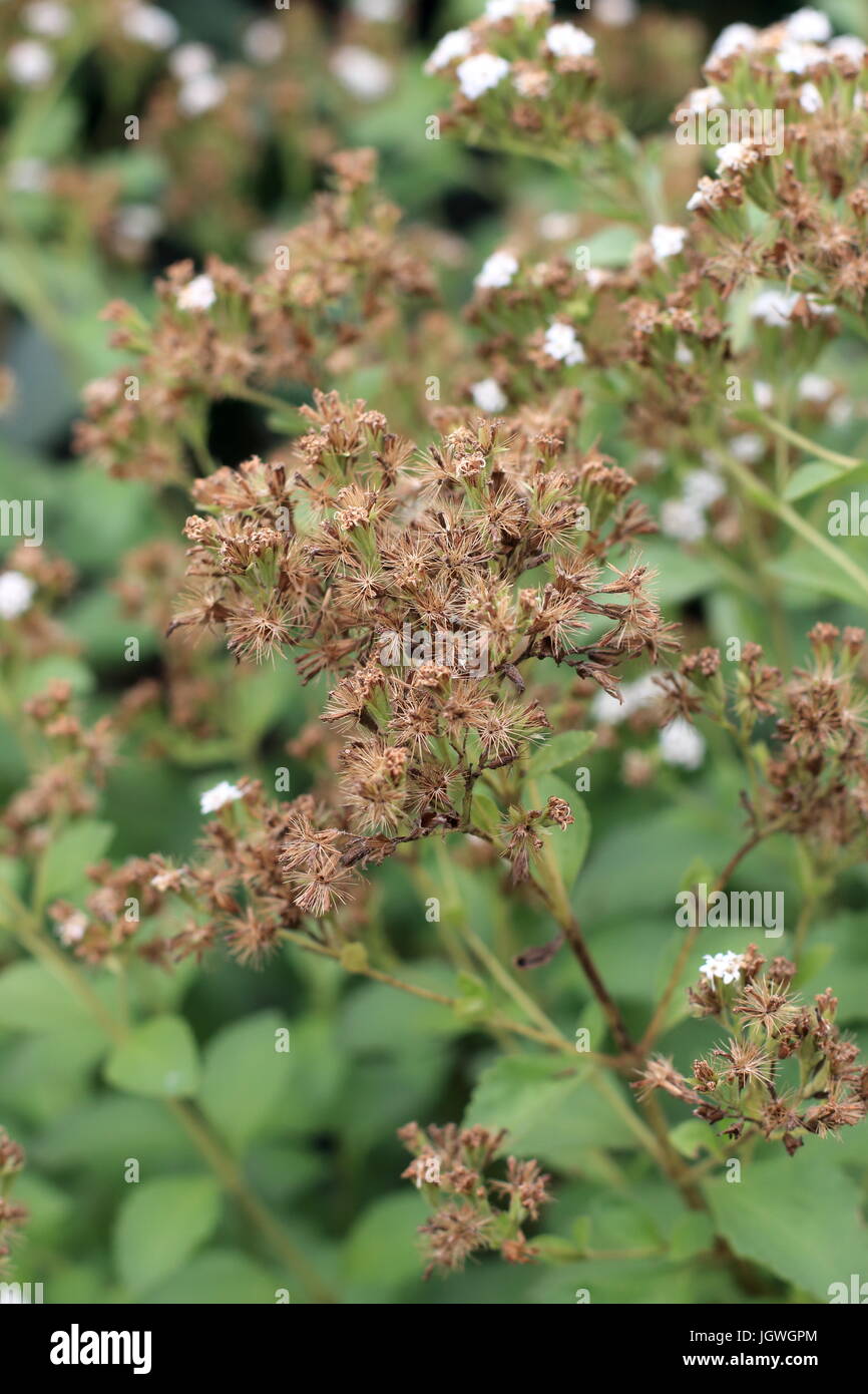 Close up macro de fleurs séchées d'herbe sucrée Stevia rebaudiana Banque D'Images