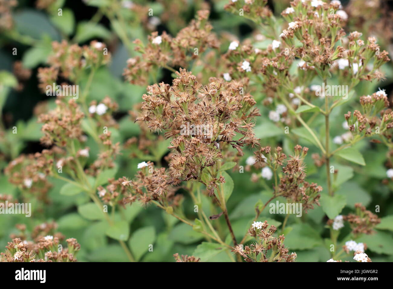 Close up macro de fleurs séchées d'herbe sucrée Stevia rebaudiana Banque D'Images