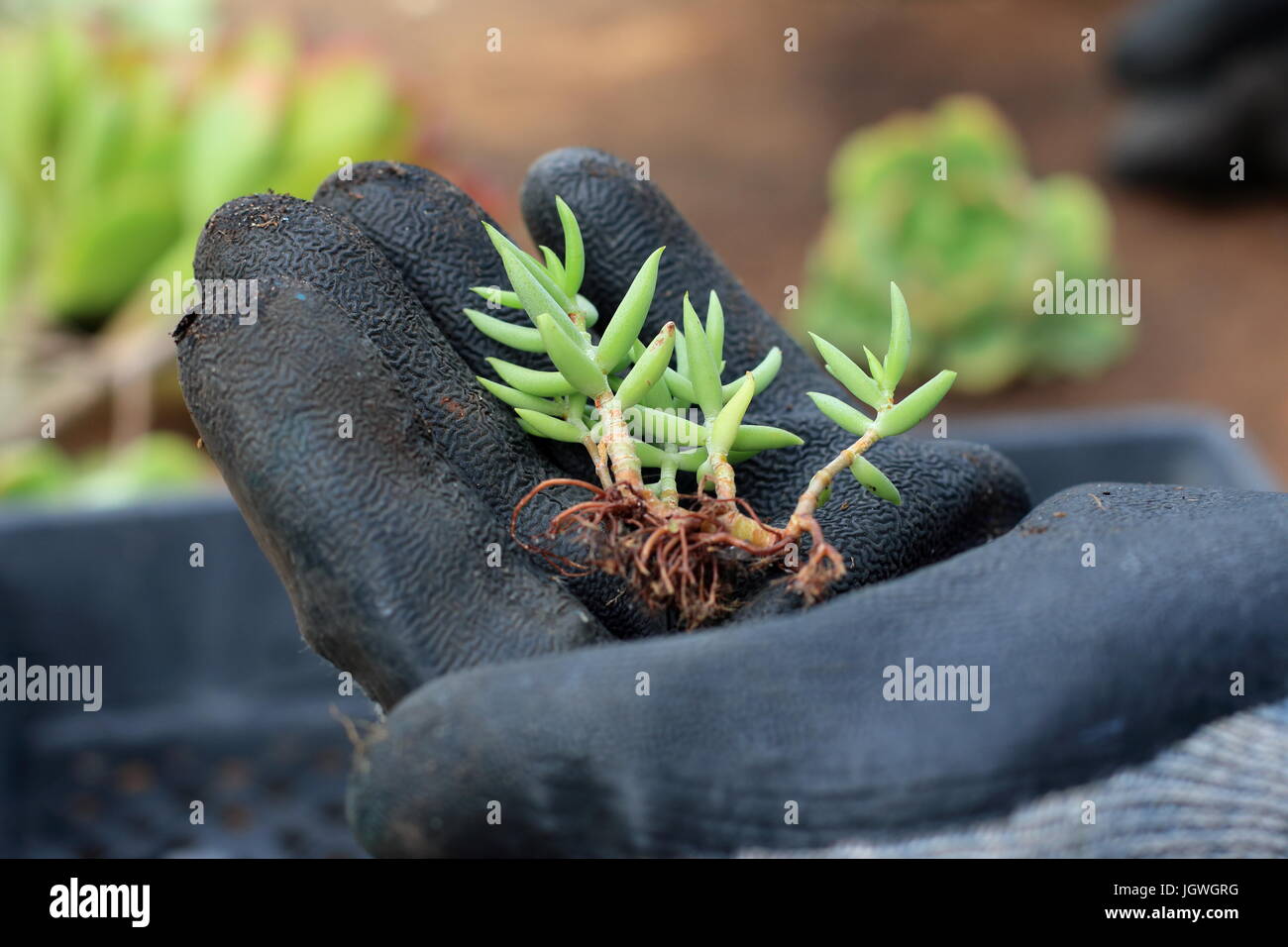 Crassula tetragona ou connu sous le nom de pine tree miniature Banque D'Images