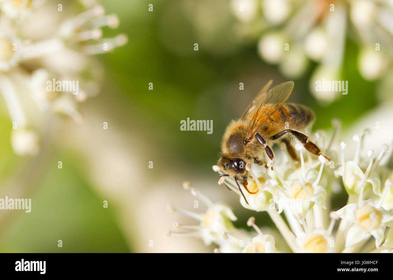 La collecte du pollen d'Abeille sur fleur blanche avec fond vert photo floue Banque D'Images