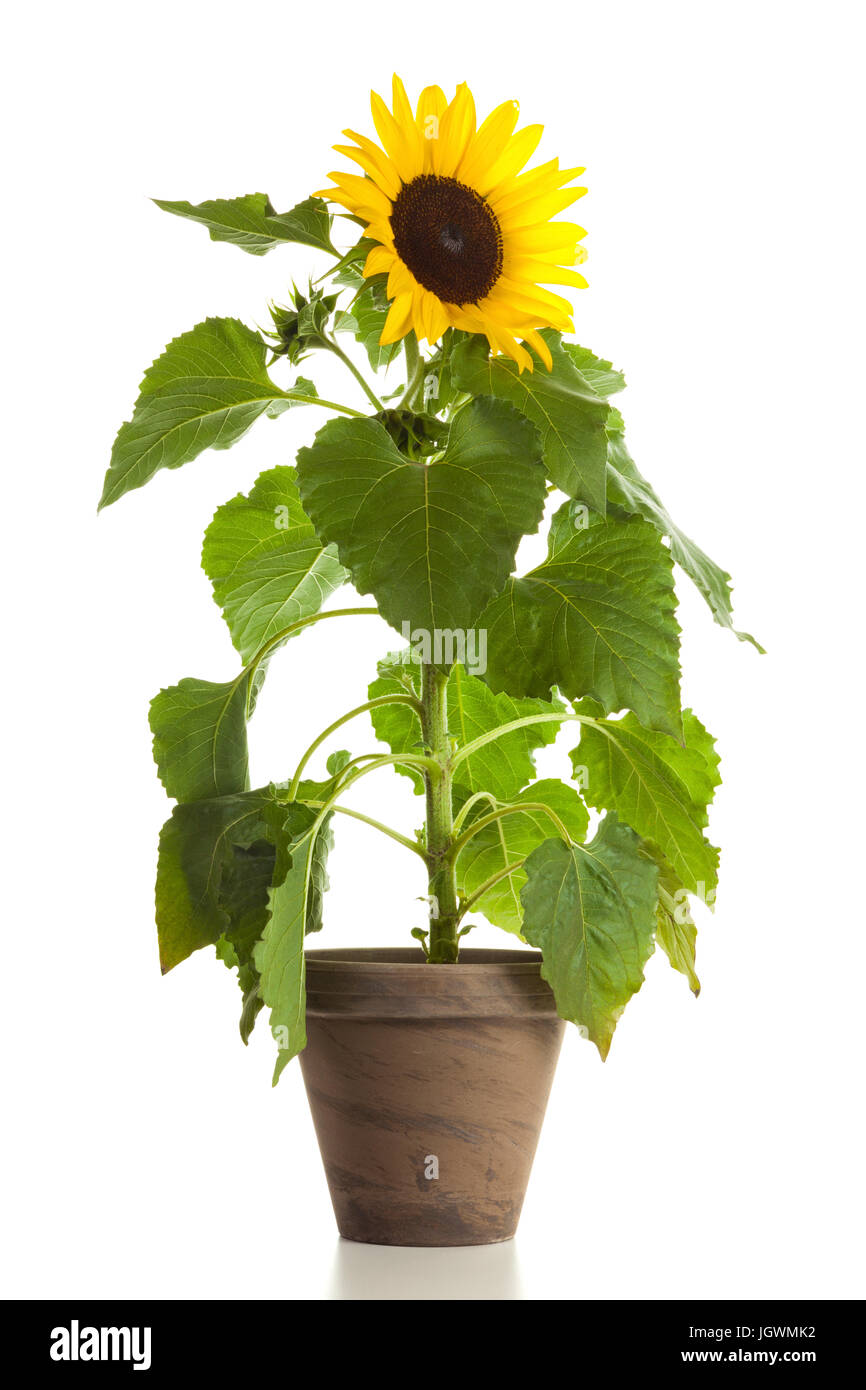 Pot de fleurs de tournesol planté en isolé sur fond blanc Banque D'Images