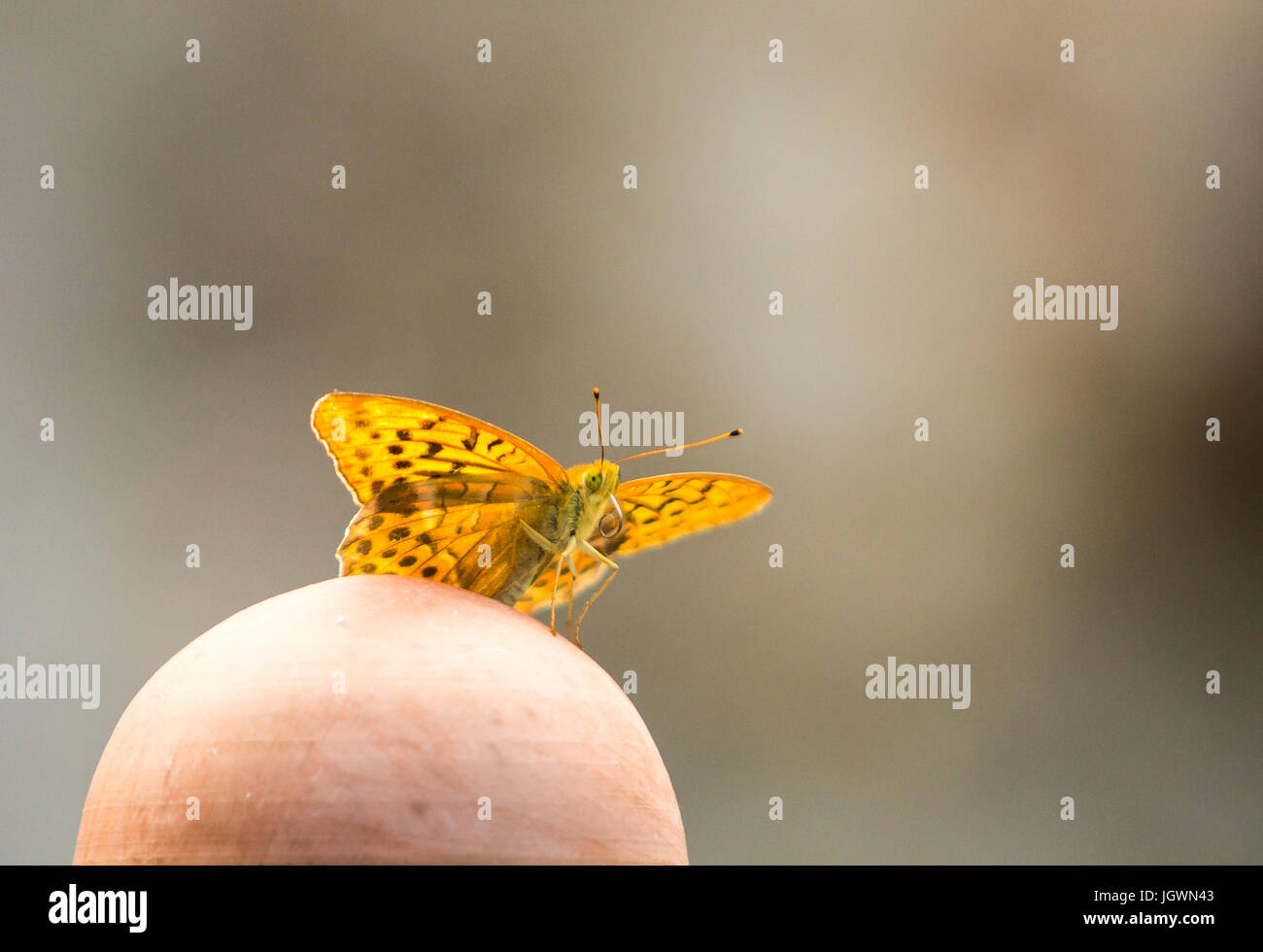 Entachée d'argent fritillary papillon sur ball Banque D'Images