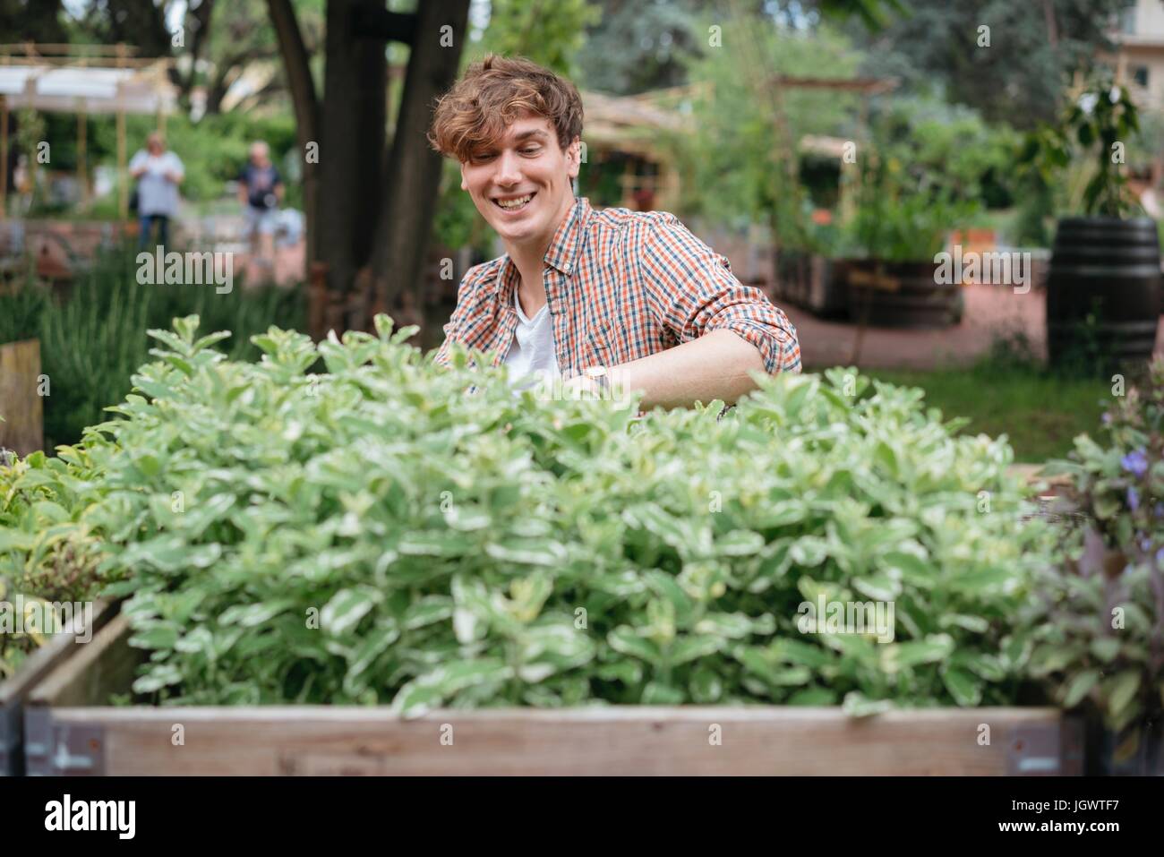 Jeune homme ayant tendance à les plantes croissant dans l'auge en bois Banque D'Images