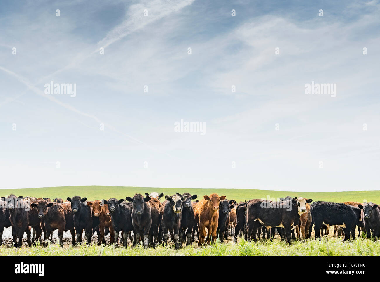 Portrait d'une rangée de vaches dans paysage de champ Banque D'Images