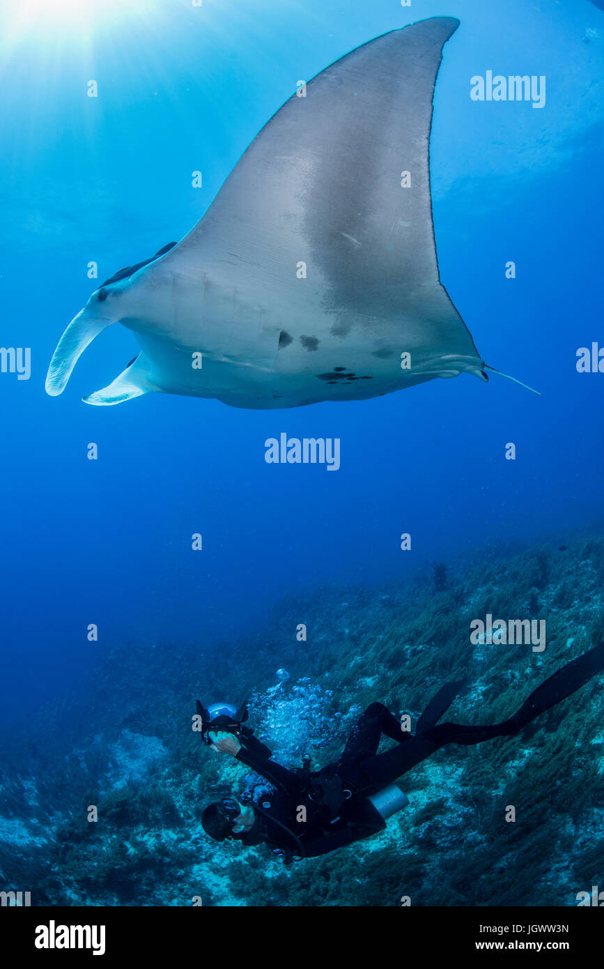 Scuba Diver photographing raie manta géante, Cancun, Mexique Banque D'Images