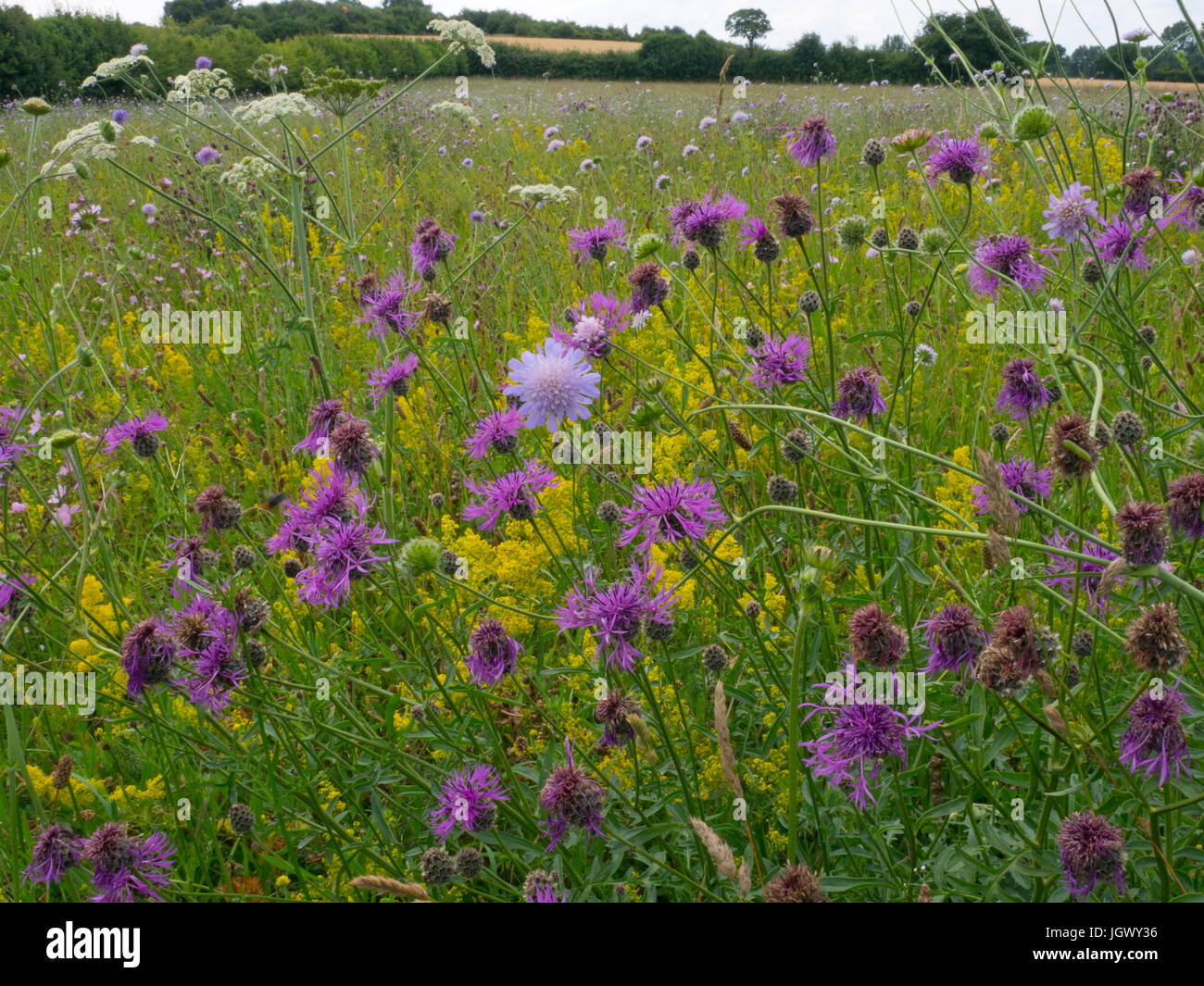 Fleurs sauvages dans la région de Hay meadow Wensum Valley Norfolk Banque D'Images