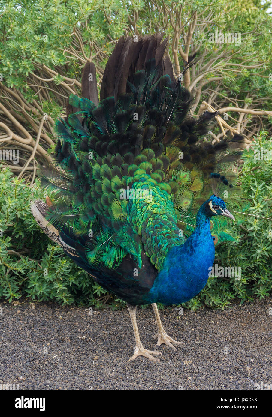 La Dar schlagender blauer pfau (pavo cristatus) im Park pardela, las pardelas, Lanzarote, kanarische inseln, europa | blue Peacock (pavo cristatus) à pa Banque D'Images