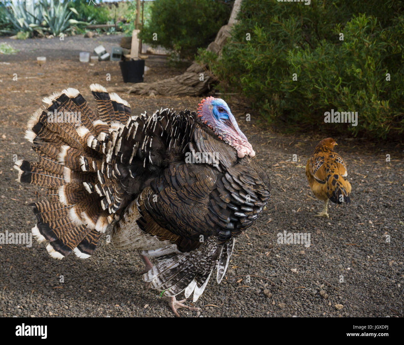 Truthahn (Meleagris gallopavo), maennchen pardela, park, las pardelas, Lanzarote, kanarische inseln, europa | Turquie (Meleagris gallopavo), maennchen, Banque D'Images