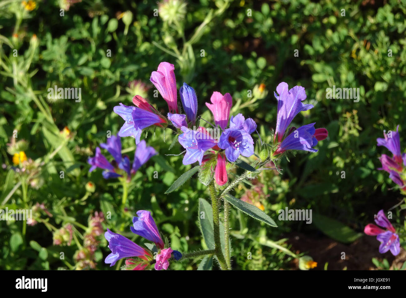 Wegerichblaettrige (Echium plantagineum natternkopf) auch wegerich-natternkopf genannt, UGA, Lanzarote, kanarische inseln, europa | Vipérine commune la vipère, p Banque D'Images