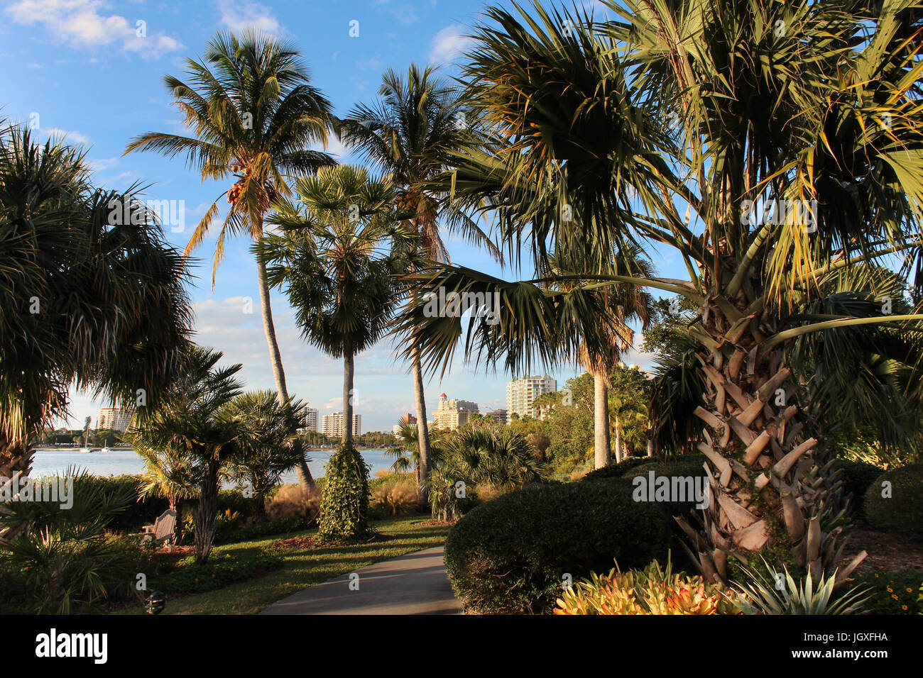 Avis de Sarasota, Floride, USA par le grands palmiers de Selby Gardens dans le faible soleil d'après-midi, ciel bleu, la baie de Sarasota, bâtiments, paisible. Banque D'Images