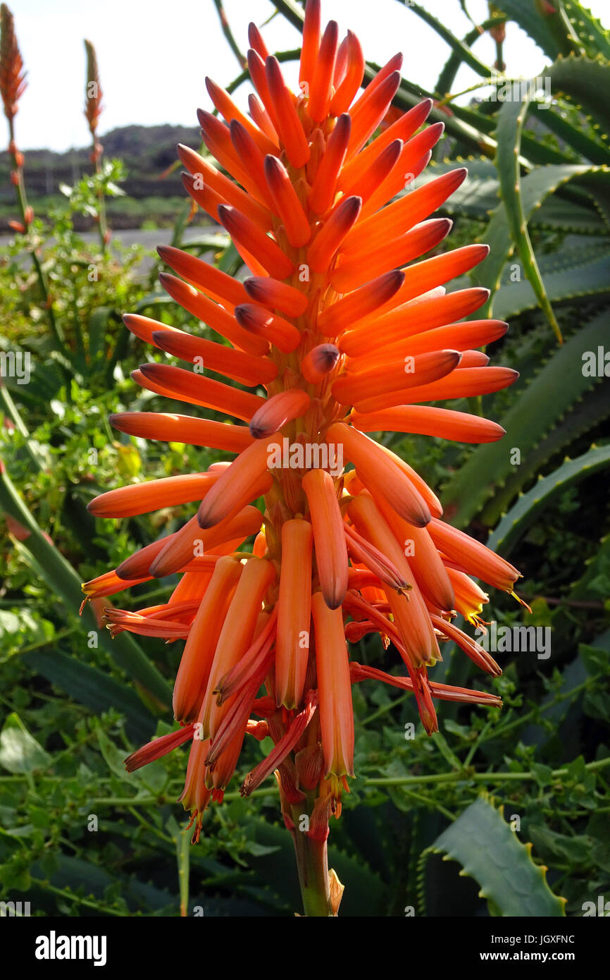 Bluehende echte aloe (aloe vera, Aloe Barbadensis) suis pardela, parc las pardelas, Lanzarote, kanarische inseln, europa | L'aloès (aloe vera, aloe ba Banque D'Images