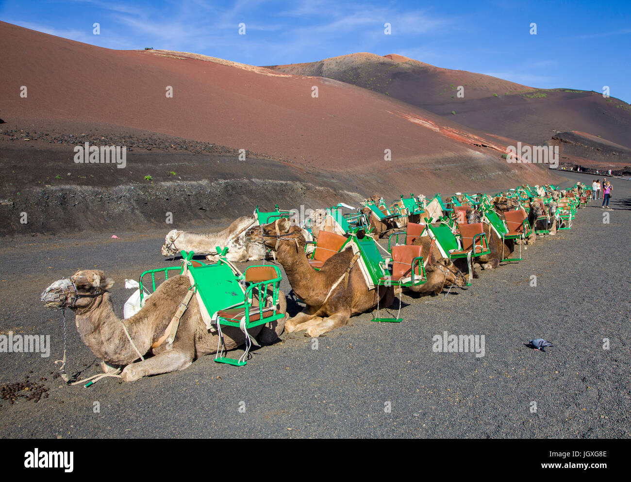 Einhoeckriges dromedare rastende, Kamel (camelus dromedarius) im Nationalpark timanfaya, Lanzarote, kanarische inseln, europa | dromadaires au repos, c Banque D'Images