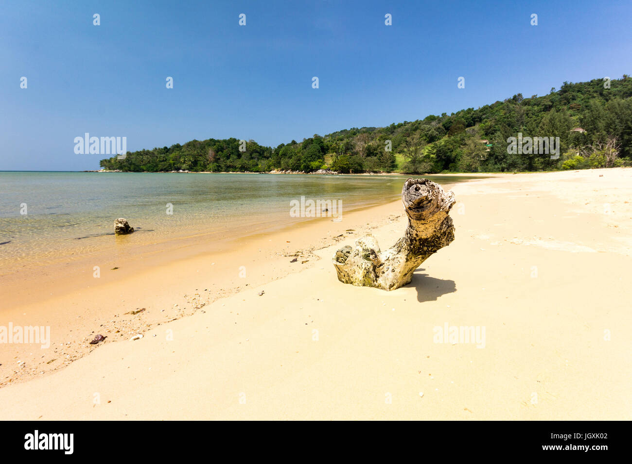Bois flotté sur la plage de sable à whote, Layan Baie de Bang Tao, Phuket, Thaiand Banque D'Images