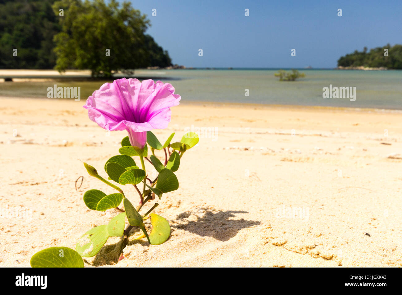 L'Ipomoea en fleurs fleur ou Beach morning glory, Layan Beach, Phuket, Thailand Banque D'Images