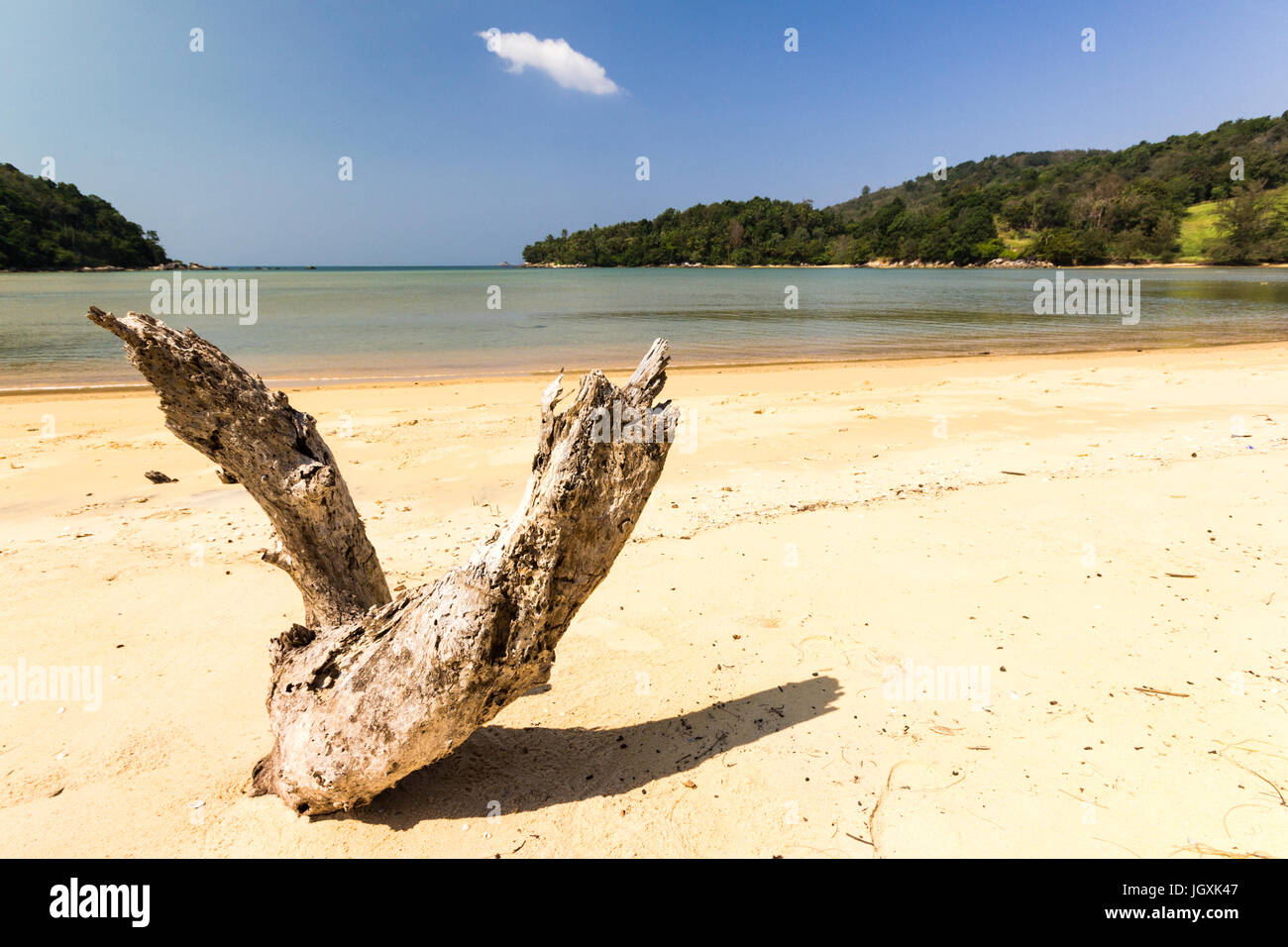 Driftwood sur la plage de sable blanc de Layan, baie de Bang Tao, Phuket, Thaïlande Banque D'Images