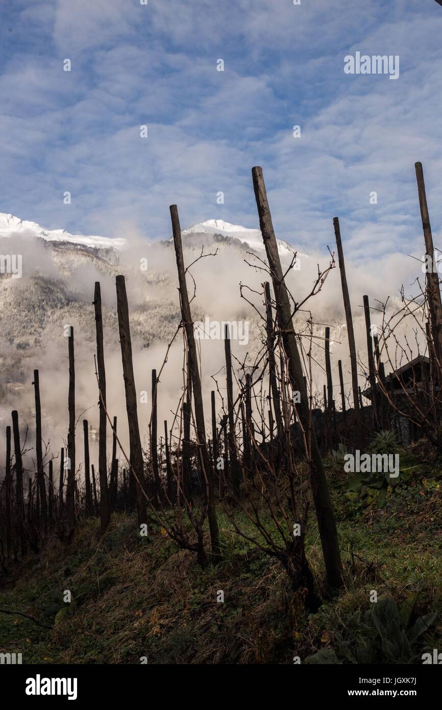 La vinification en Savoie (73), AUVERGNE-RHONE-ALPES, FRANCE Banque D'Images