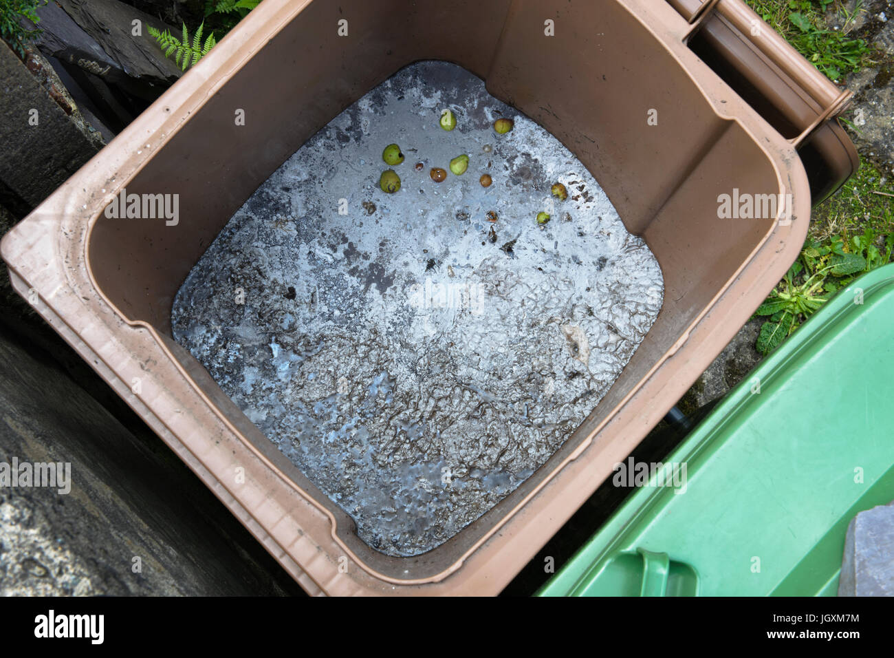 L'élimination des mauvaises herbes vivaces par noyade dans un bac de recyclage des déchets verts. Après trois mois la surface a recouvert d'une couche de moisissure. Banque D'Images